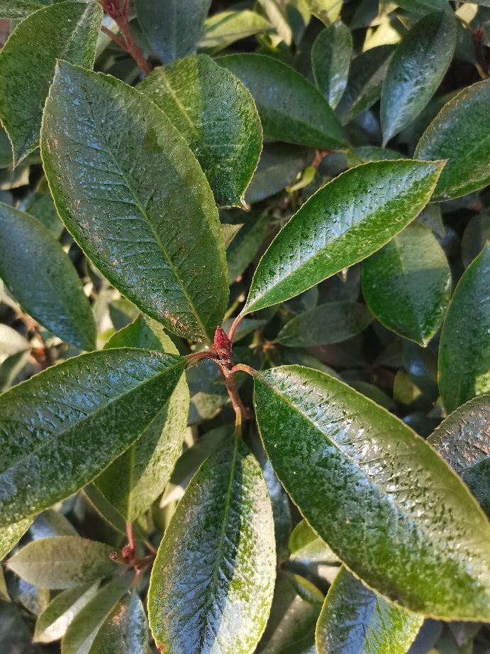 松大蚜防治药剂,松大蚜打药几小时能死掉