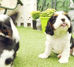 可爱可奶呆萌的小奶狗,可爱呆萌小奶狗