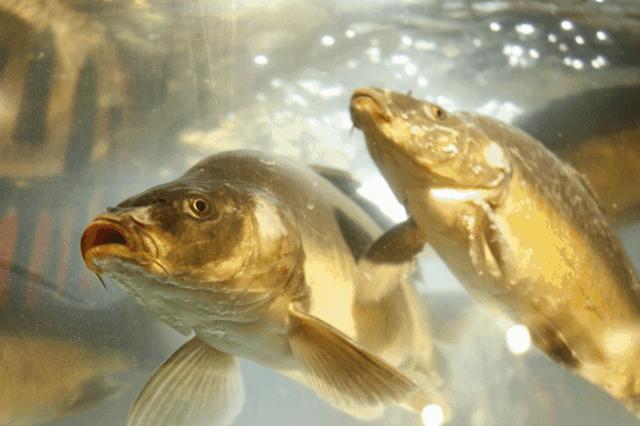 西安城市立方美食,西安吃货推荐地方