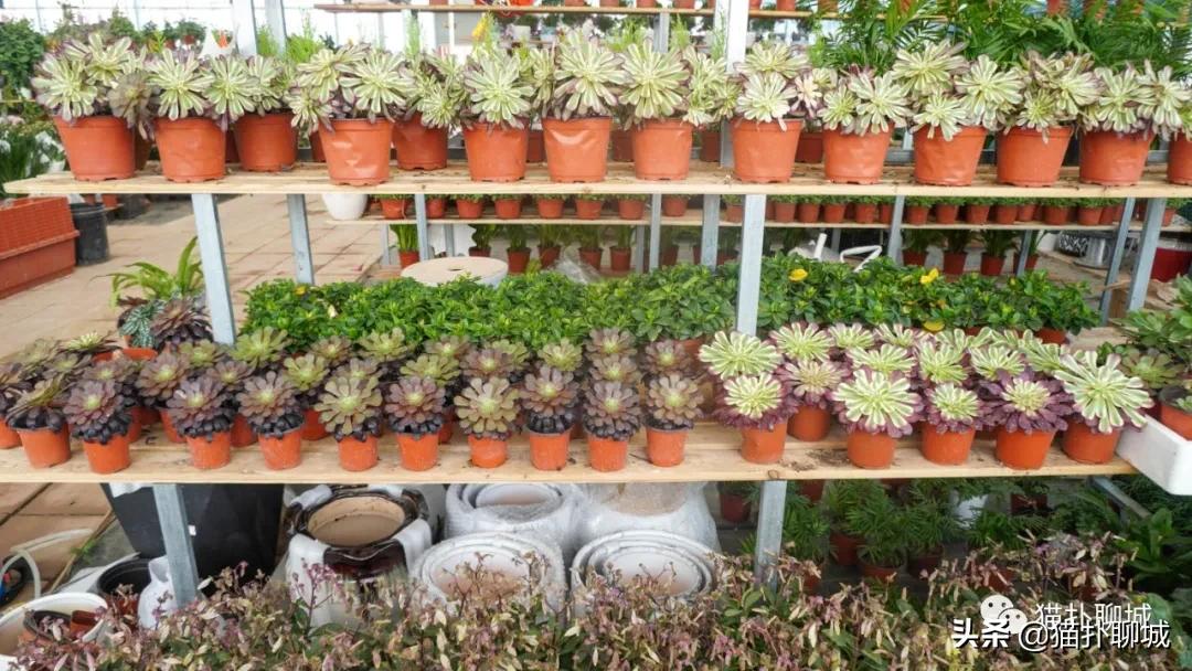 聊城最便宜的花卉批发,聊城附近的花卉市场