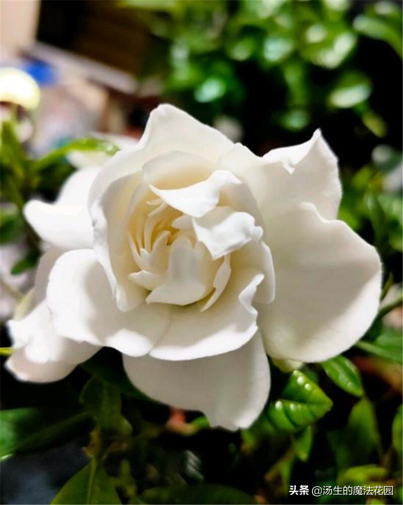 三招让你开爆花,栀子花如何快速爆花