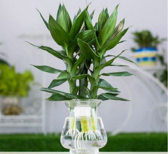 水培植物蚊虫怎么消灭,水培植物蚊子