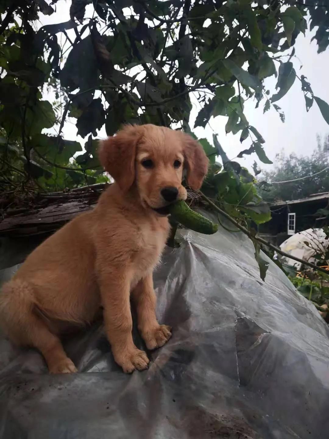 小金毛第一天进家,小金毛刚到新家浑身打颤