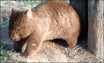 澳洲入侵物种兔,兔子入侵澳大利亚