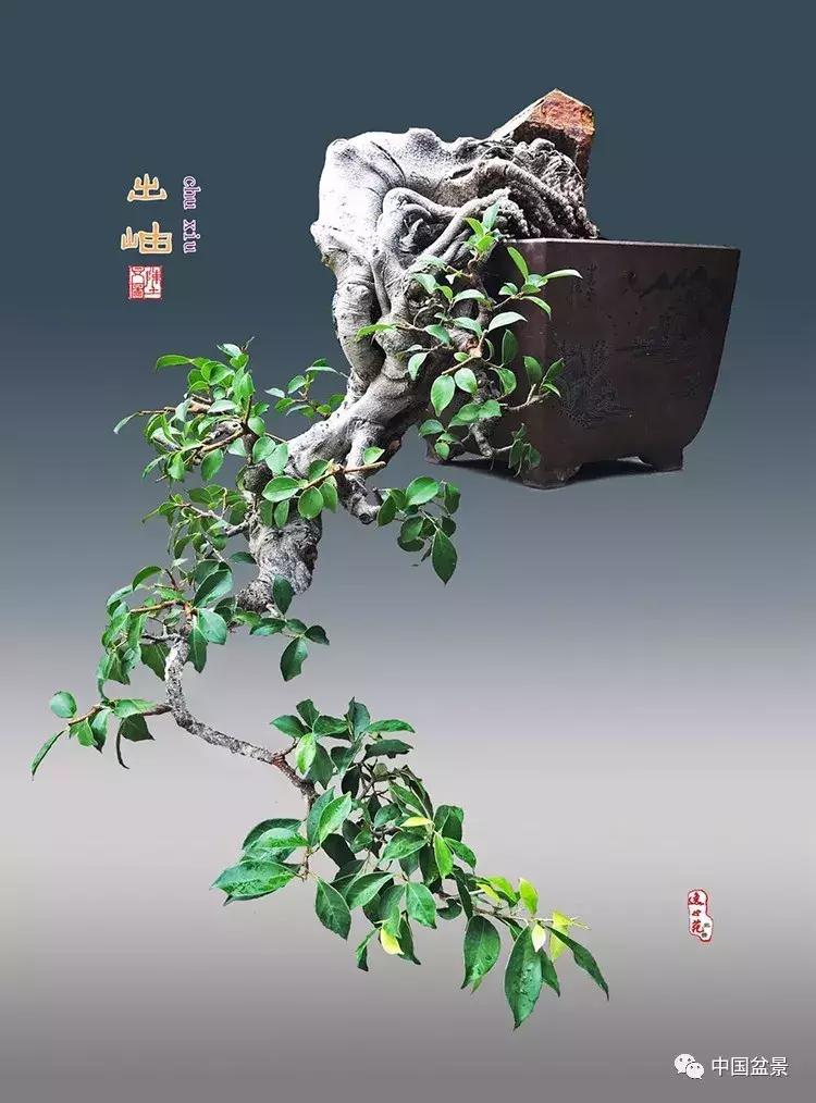 陈文图老师,陈文图盆景欣赏