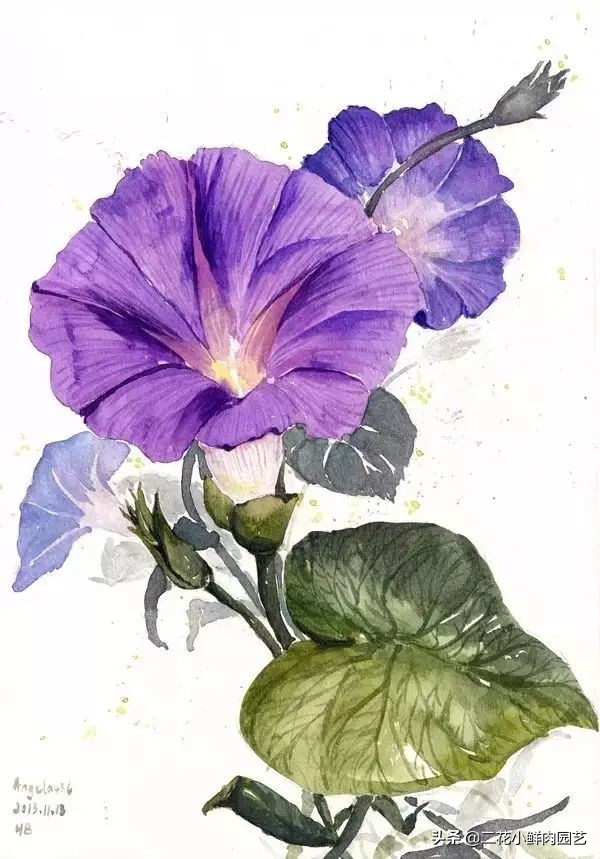 100种花卉绘画,100多张花卉线描手稿素材赶快收藏