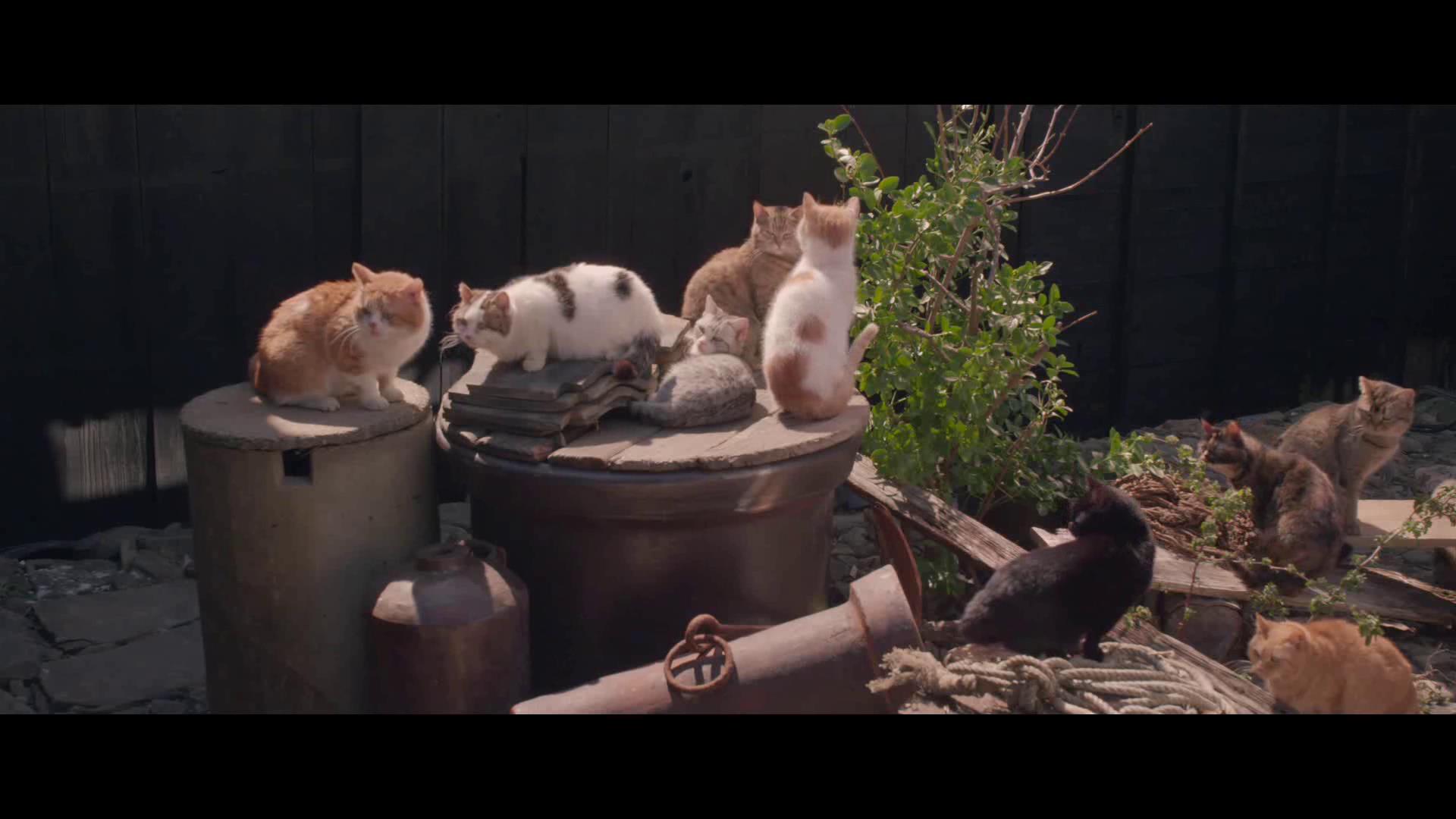 十部顶级治愈系猫片,十部顶级治愈猫的电影