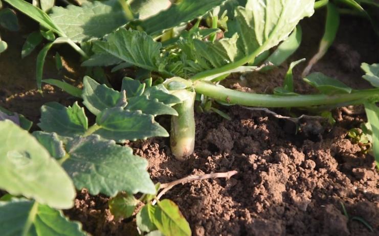 怎样种萝卜密植产量高,萝卜白菜怎么提高产量