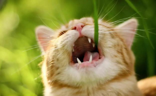 猫咪舔毛的时候也舔你表示什么,猫咪反复舔一个地方怎么解决