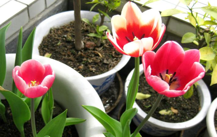 郁金香怎么养才发芽快,郁金香发芽了怎么栽培好