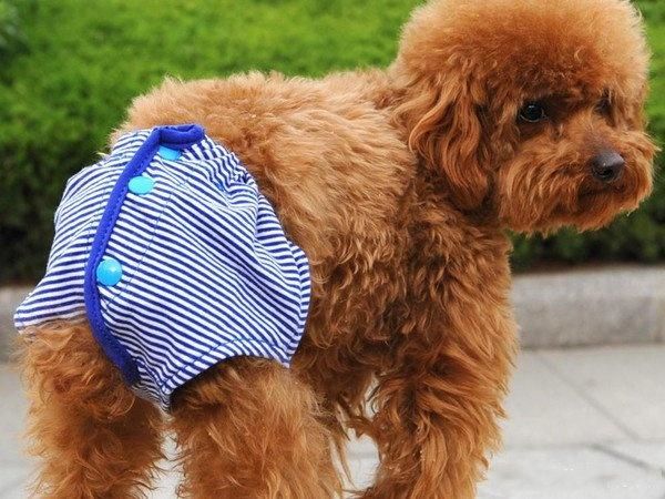 辟谣！狗狗也有生理期？与人类相反，狗狗发情期出血是为了怀孕