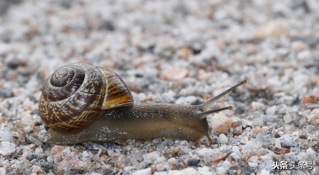 关于动物的42个有趣事实,动物有哪些小知识