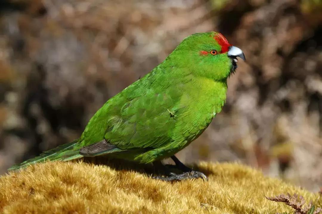 这个新西兰小岛，隐藏的惊世秘密