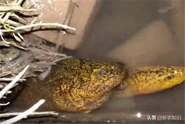 黄鳝养殖技术稻田黄鳝养殖方法,稻田养黄鳝耕地期会伤害黄鳝吗