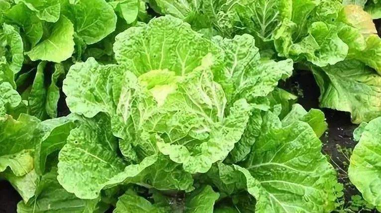 大白菜白斑病怎么消除,大白菜白斑病严重图