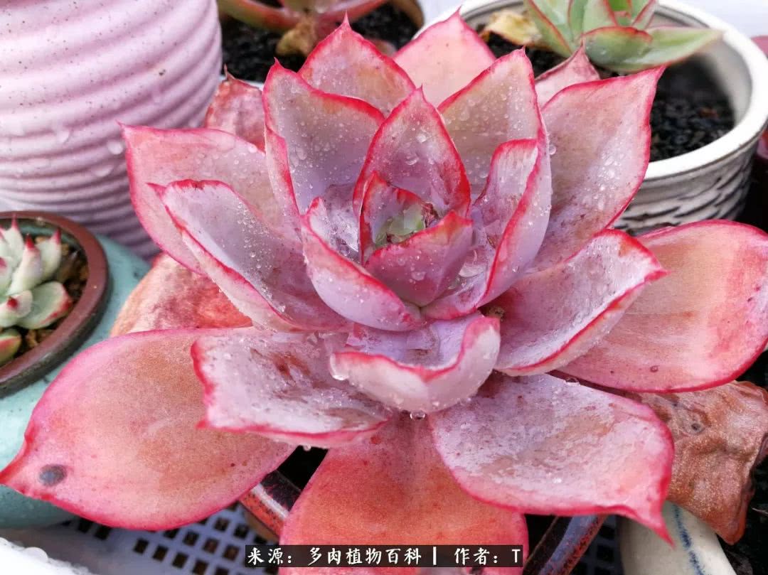 多肉还可以这样玩(上):八年养肉路剪影!