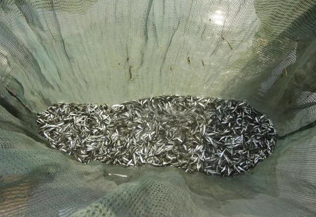 男子卖毒鱼被警察逮捕,近期电鱼被抓的人视频