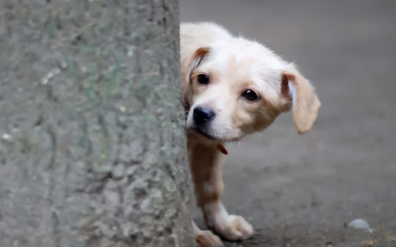 狗狗最近总是发抖是什么原因,狗狗最近经常发抖是什么原因