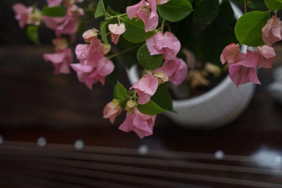 三角梅10大勤花品种，不用控水，一年到头有开不完的花