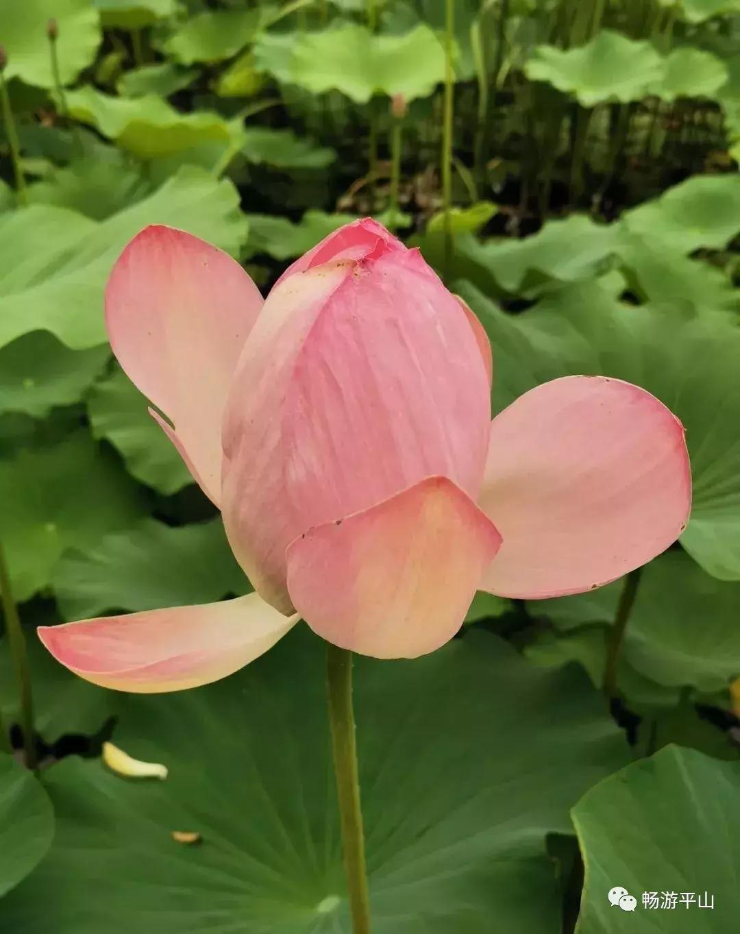 看荷塘月色的视频,看夏日荷塘美景