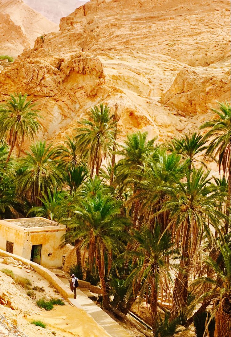 突尼斯市是世界文化之都吗,突尼斯的千年古城