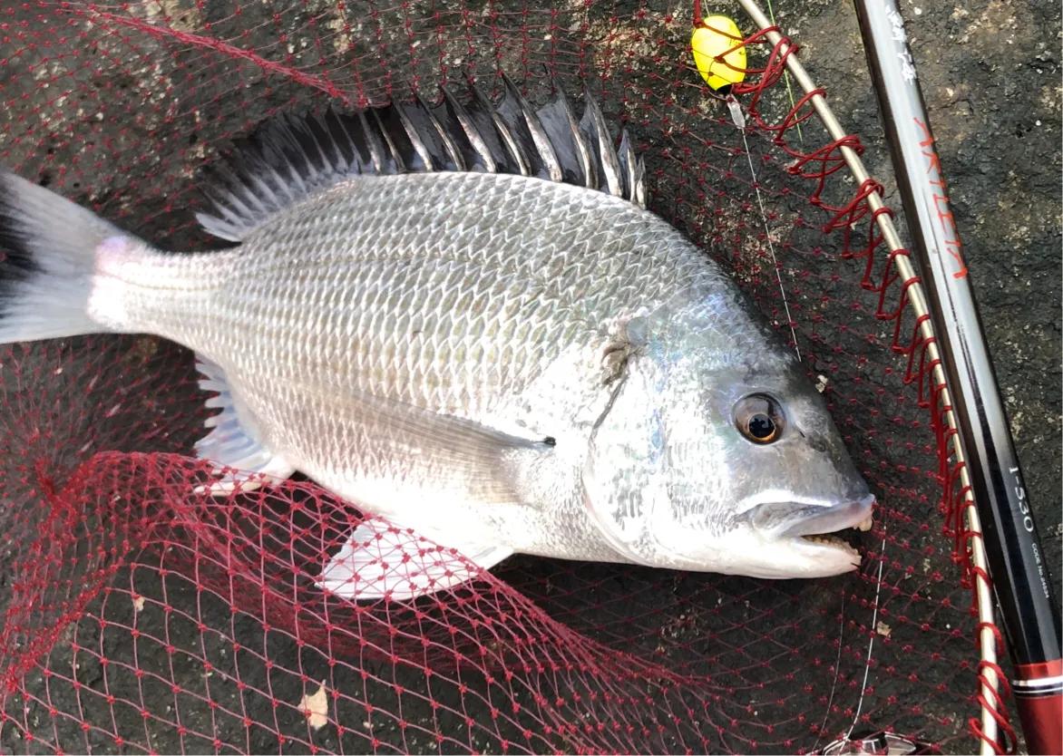钓客闲话视频大全,钓客清话讲的什么