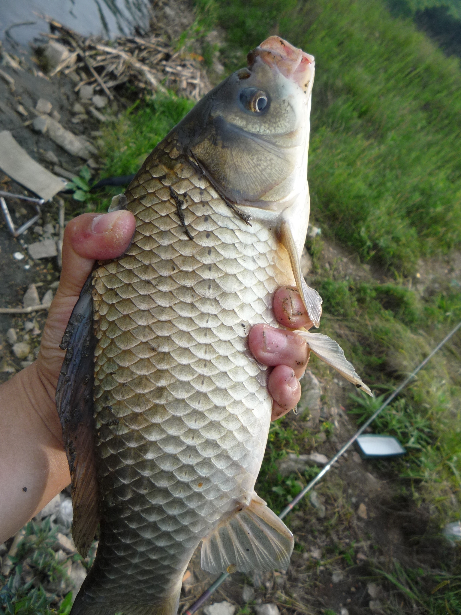 长竿钓大鲤鱼,长竿钓鲫鱼也可以钓大物吗