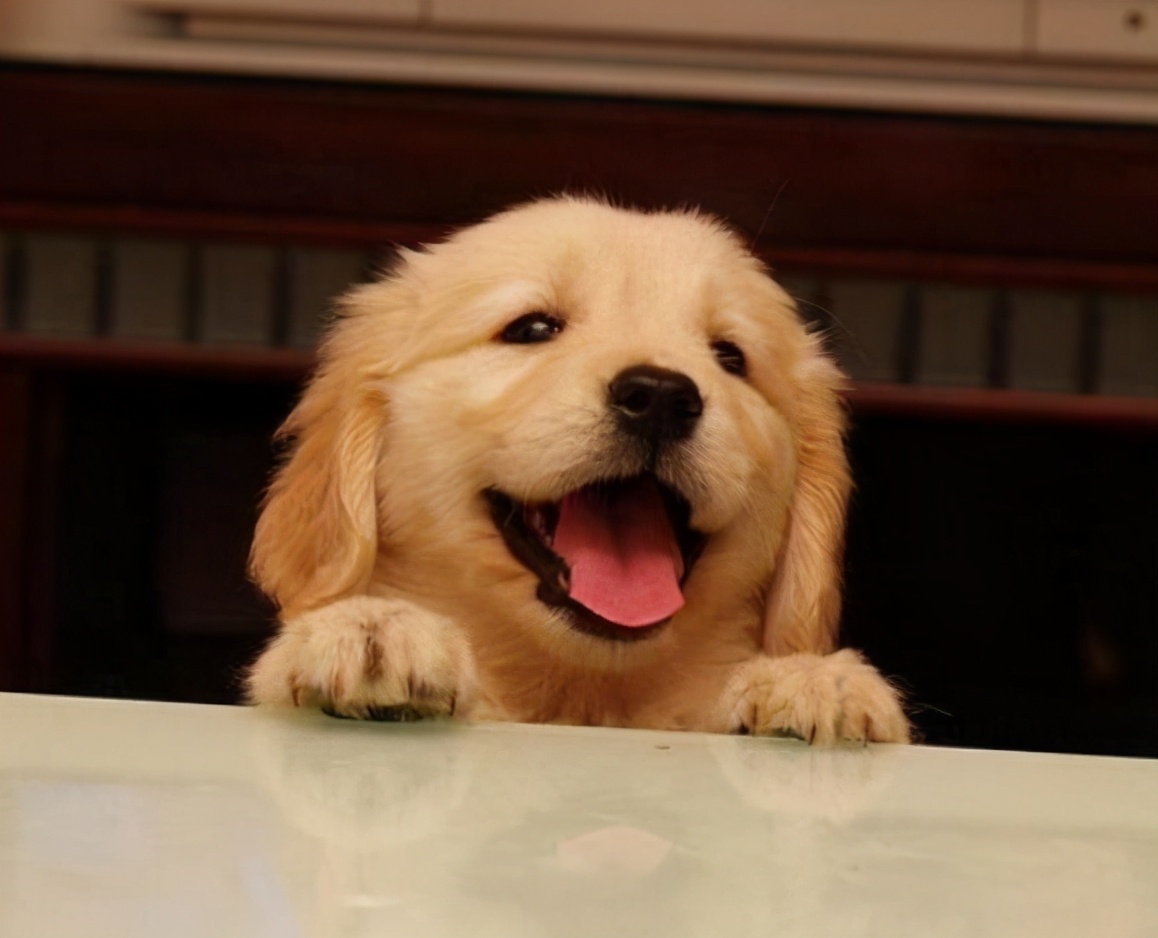 新手铲屎官金毛,新手铲屎官如何挑选健康的猫咪