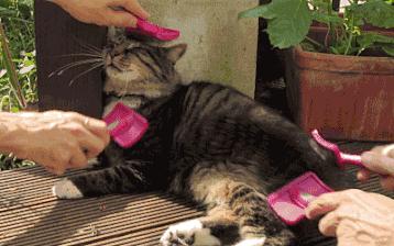 铲屎官不能不知道的养猫的那些事,养猫脏还是养狗脏