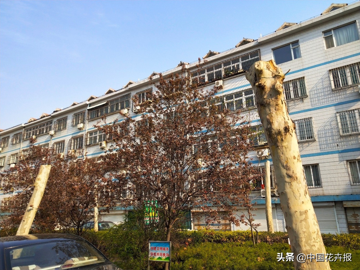 AUV~这样的树好惨！能没人管吗