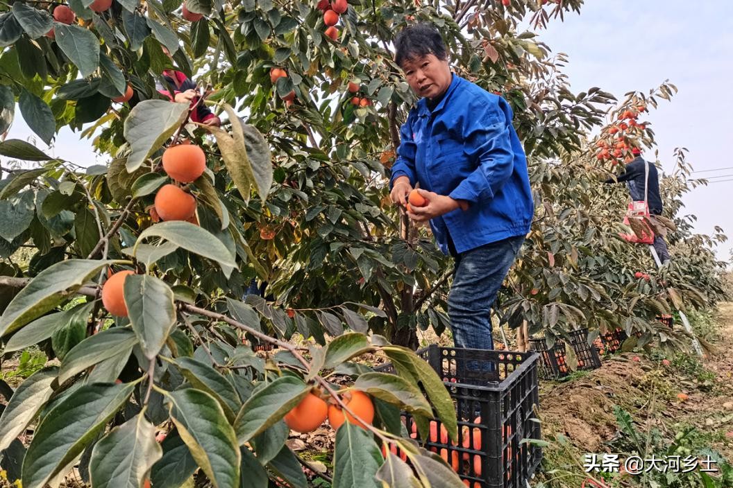 晋南的火葫芦柿子熟了，雇工摘一天可挣百元，但依然难以雇到