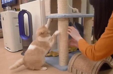 怎样挑选猫抓板,什么板材适合做猫抓板