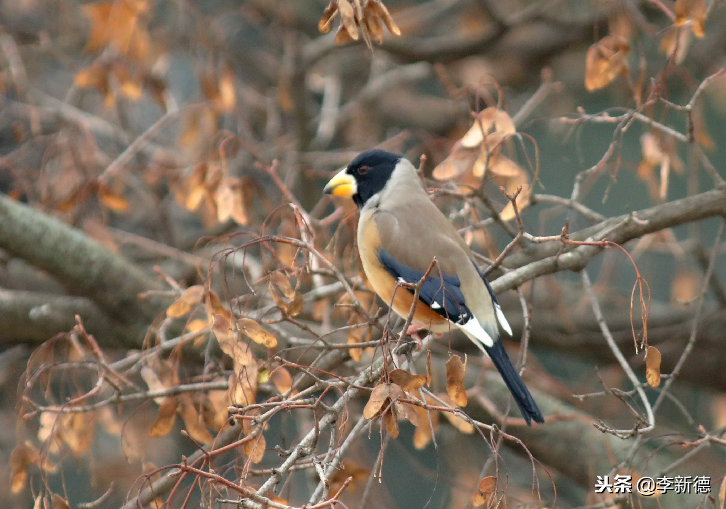 合肥拍鸟的视频,合肥拍到的小鸟