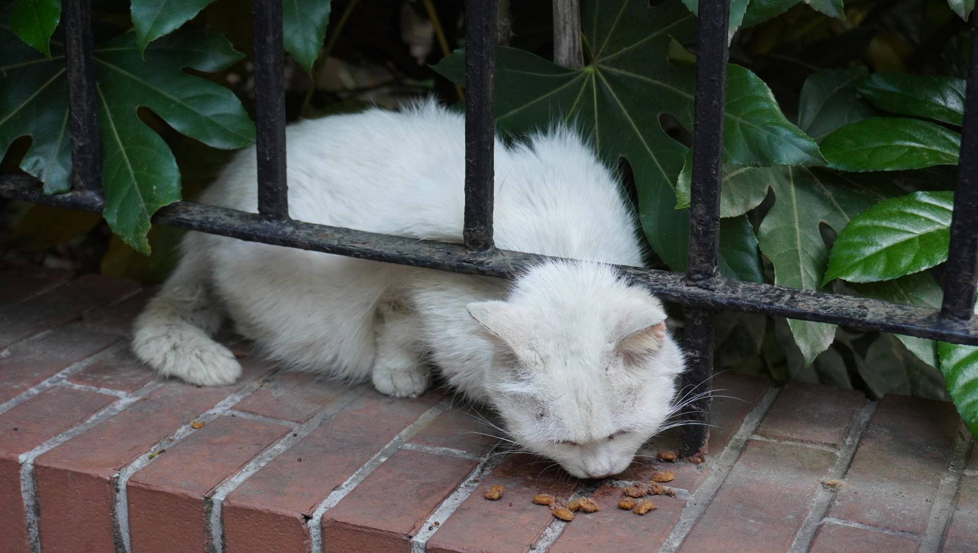 索尼微单6000与6100区别,索尼6100拍抖音评测