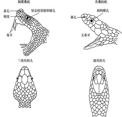 蛇真的会被锯子锯死吗,蛇真的能自尽吗