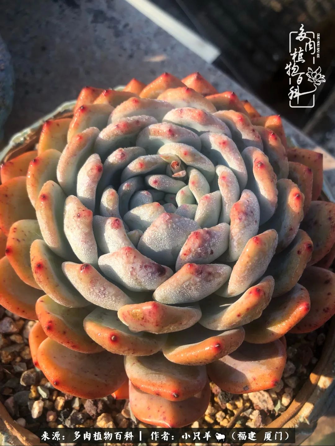 大城小爱:养多肉是个愉快的过程,种下去就有了无尽的期待