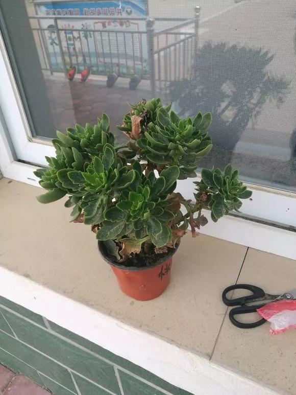 买了老桩绣球怎么办,老桩一般要养多久才会开花