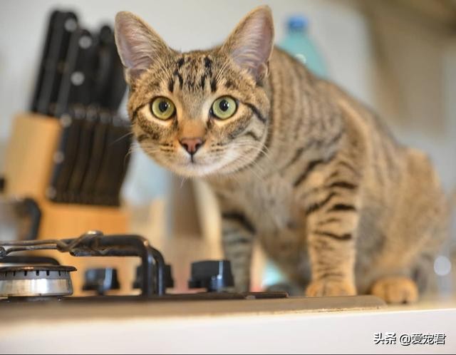 铲屎官怕仓鼠怎么办,铲屎官害怕猫呕吐