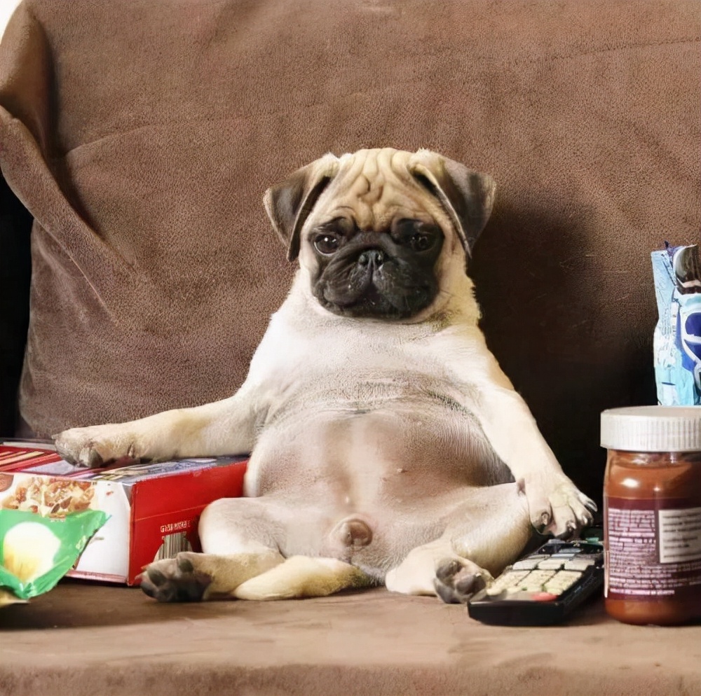 狗狗买什么品种最合适,怎么给狗狗选择宠物狗品种