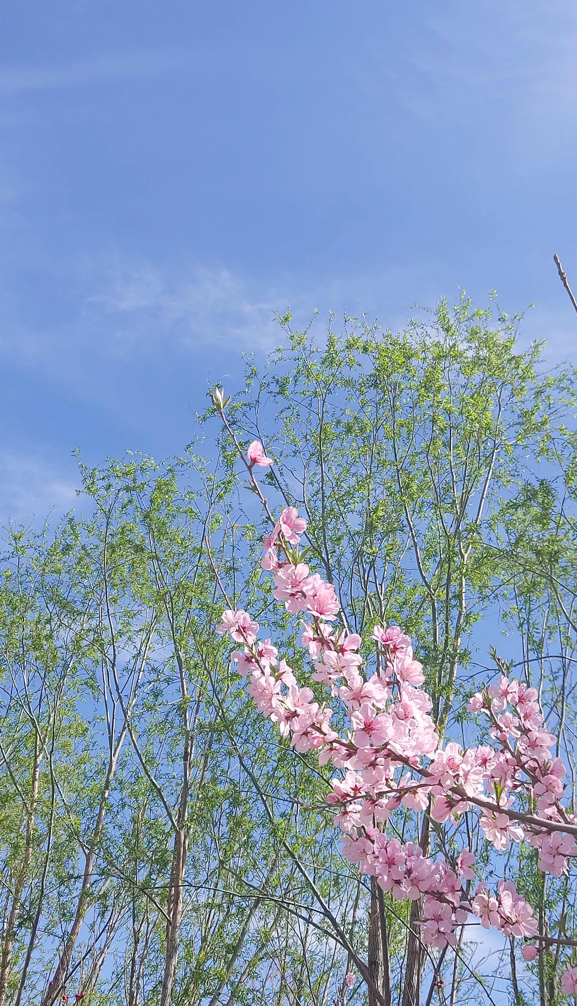 散文诗欣赏:碧砌红轩又清明，草长莺飞已春仲