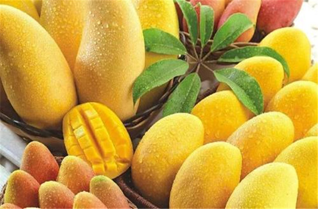 如何解决芒果树害虫,芒果主要虫害及防治方法