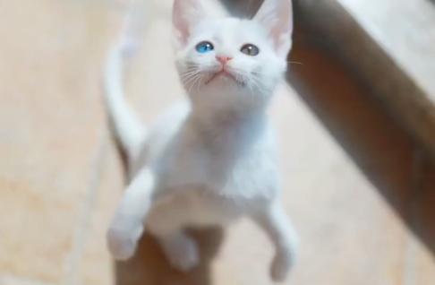 流浪猫被救助后特别黏主人,流浪猫粘鼠板救助