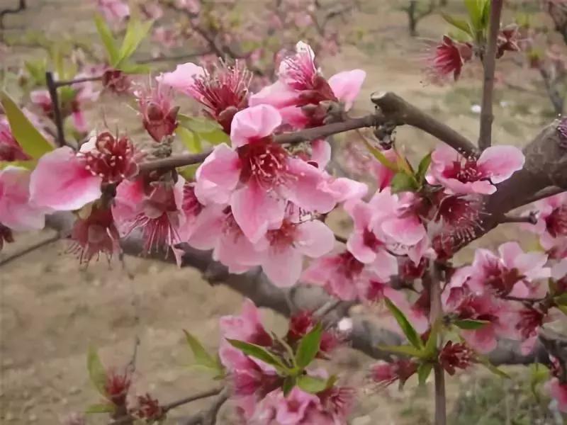 一季果园,桃园管理