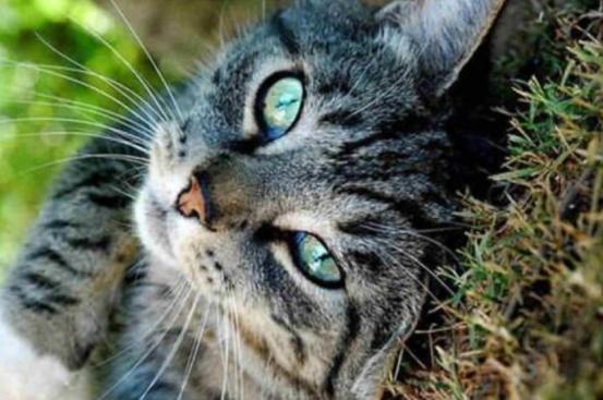 如何看出猫是否觉得你重要,对猫说话的重要性