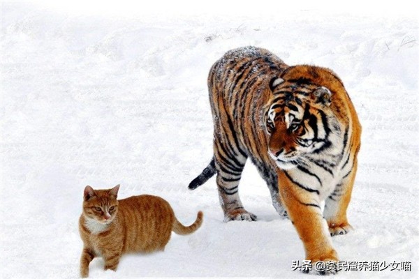 猫咪一般吃什么最好,喵星人喂食指南