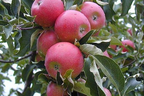 烟台昆嵛山和威海昆嵛山,烟台昆嵛山林场