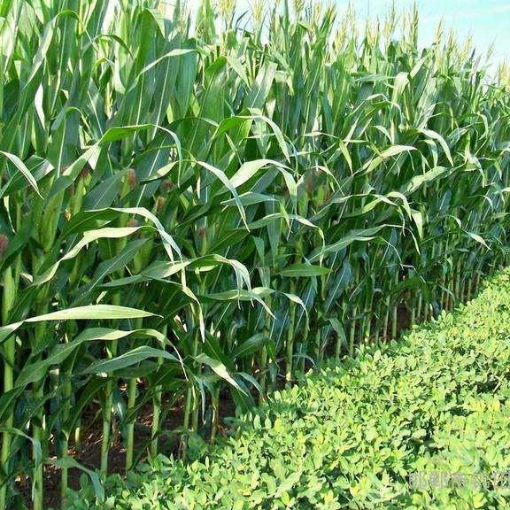 酵素在农业方面的作用,酵素菌在农业的作用