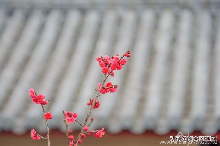 南京梅花山梅花开了吗,来南京梅花山赏梅花