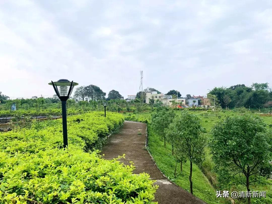 三坑75岁“拳痴”重出江湖？厉害！