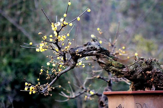 闹了这么多年的笑话，现在才知道不叫“腊梅”，盆栽原来也很简单